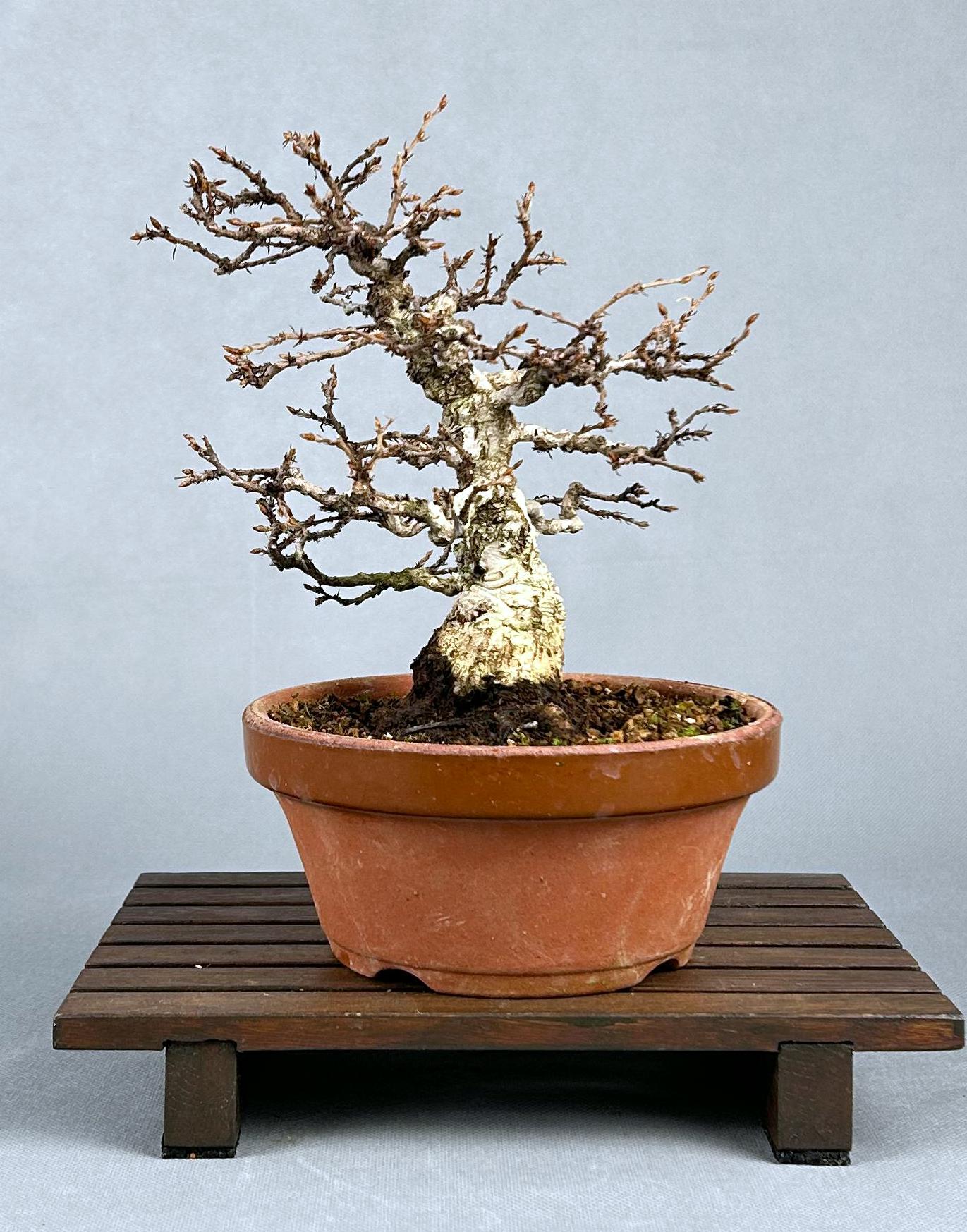 CARPE COREANO - Image 5